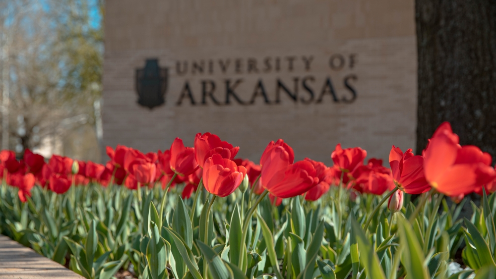 Red Tulips